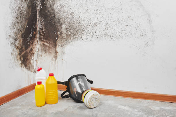  Columbus, NM Mold Inspection, Removal & Remediation Pros